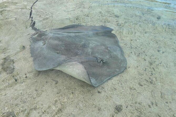 Eco Kayak Excursion in Moorea Lagoon for a Day - Final Thoughts