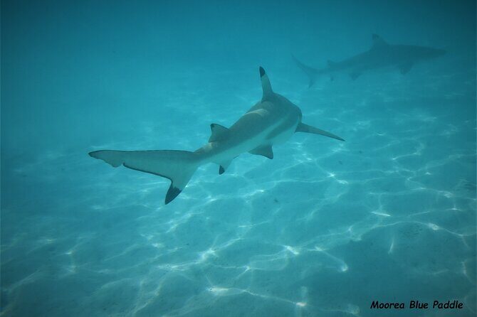 Eco Kayak Excursion in Moorea Lagoon for a Day - FAQ