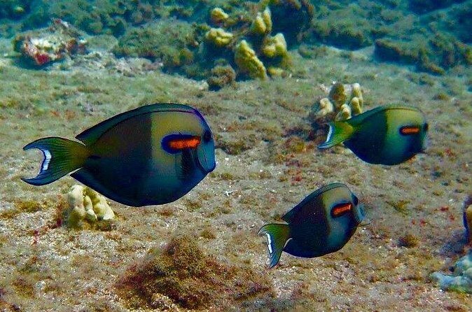 Eco Sea Scooter Beach Entry - Rent a GoPro Video tape Sea Turtles - Practical Details and Tips