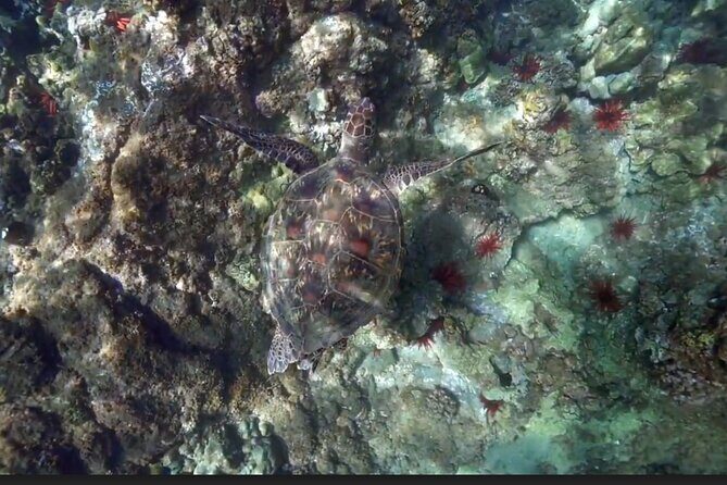 Eco Sea Scooter Beach Entry - Rent a GoPro Video tape Sea Turtles - Who Should Consider This Tour