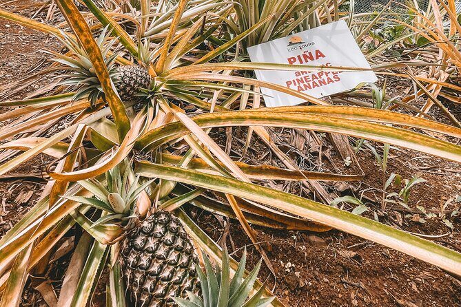 ECO TOUR Playa El Limon (Excursion Multi-activites) - FAQ