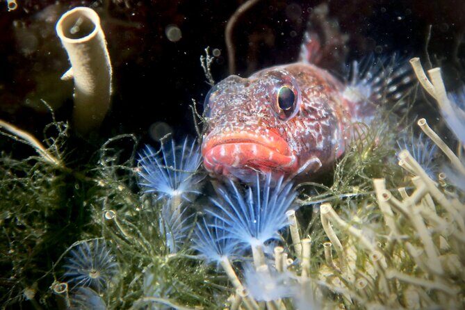 Eco - Try Dive - Introduction