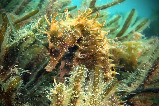 Eco - Try Dive - Authentic Experiences and Participant Feedback