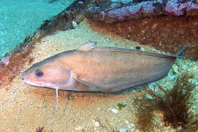 Eco - Try Dive - FAQ