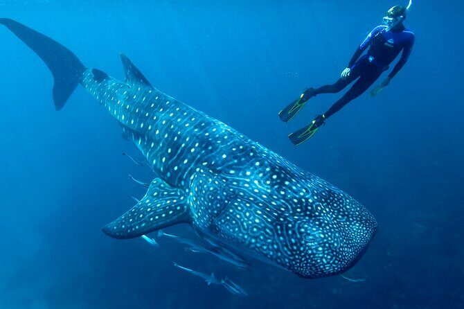 Eco Whale Shark Encounter - Key Points