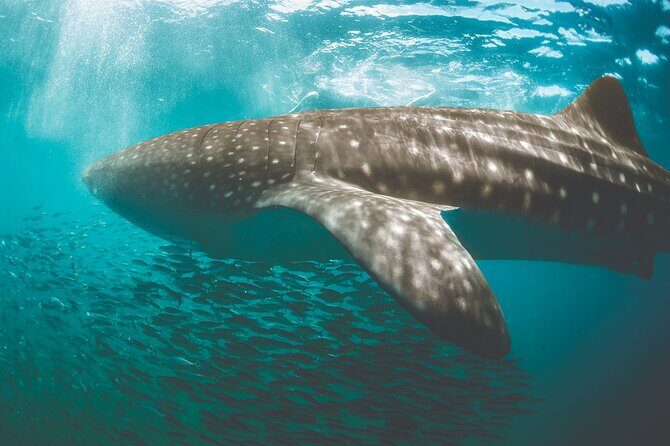 Eco Whale Shark Encounter - Authentic Feedback from Past Travelers
