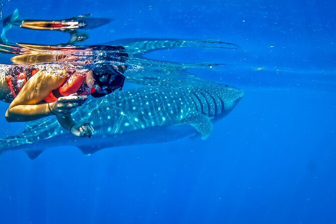 Eco Whale Shark Encounter - Why Choose the Eco Whale Shark Encounter?