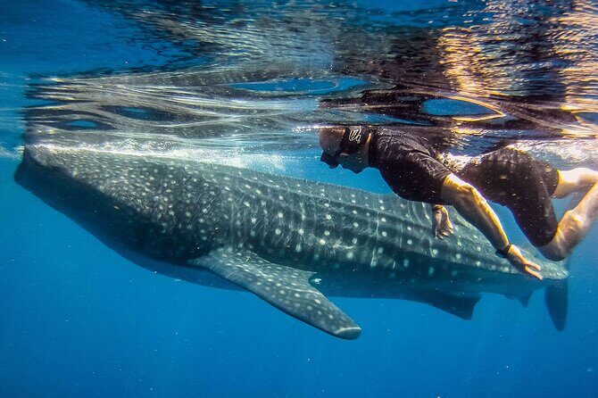 Eco Whale Shark Encounter - FAQ