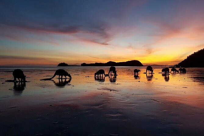 Eco Wildlife Two-Day Tour  Platypus & Kangaroos - Exploring the Eco Wildlife Two-Day Tour: Platypus & Kangaroos from Airlie Beach