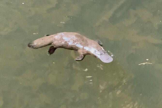 Eco Wildlife Two-Day Tour  Platypus & Kangaroos - Key Points