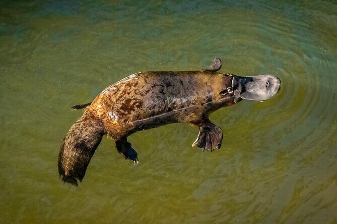 Eco Wildlife Two-Day Tour  Platypus & Kangaroos - Who Will Love This Tour?