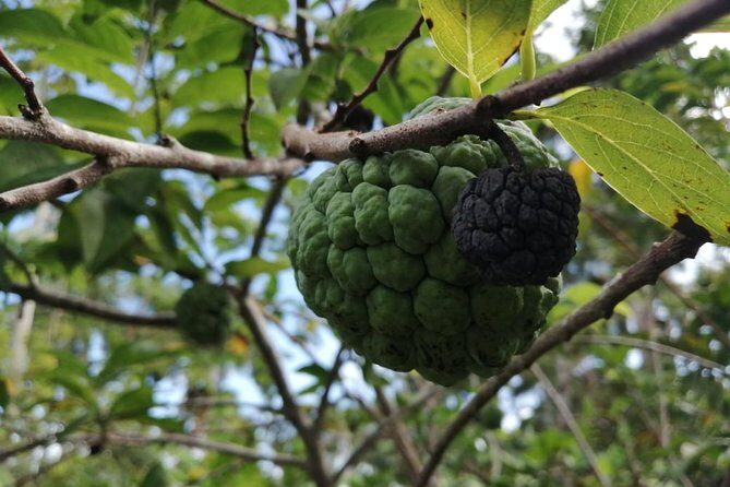 Ecological Park & Boat ride on the River - Exploring the Puerto Plata Eco-Tour