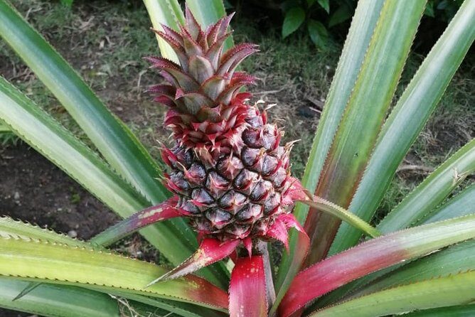 Ecological Park & Boat ride on the River - FAQ