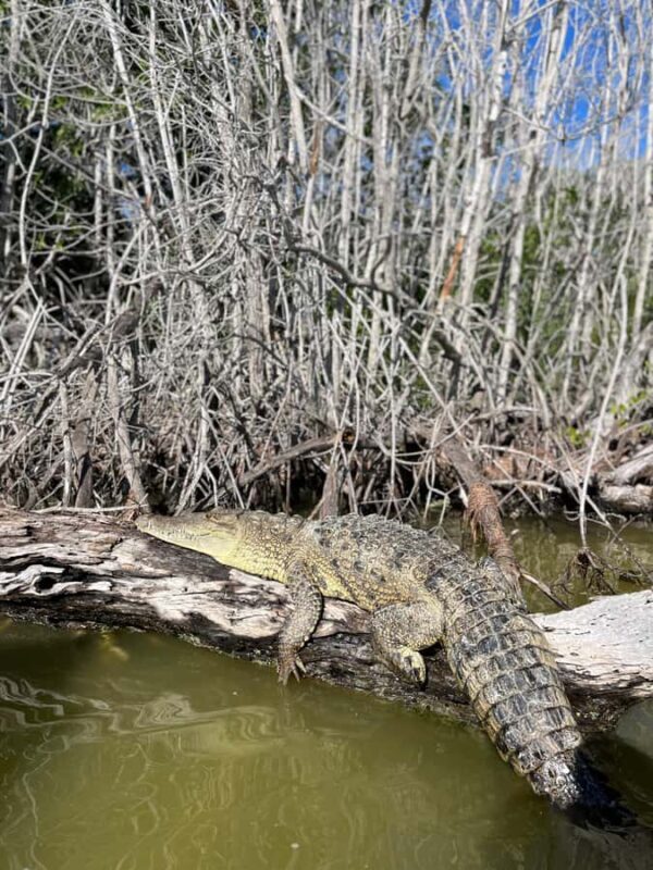 ECOSAFARI: Explore the mangroves, flamingos and crocodiles. - Pricing and Value