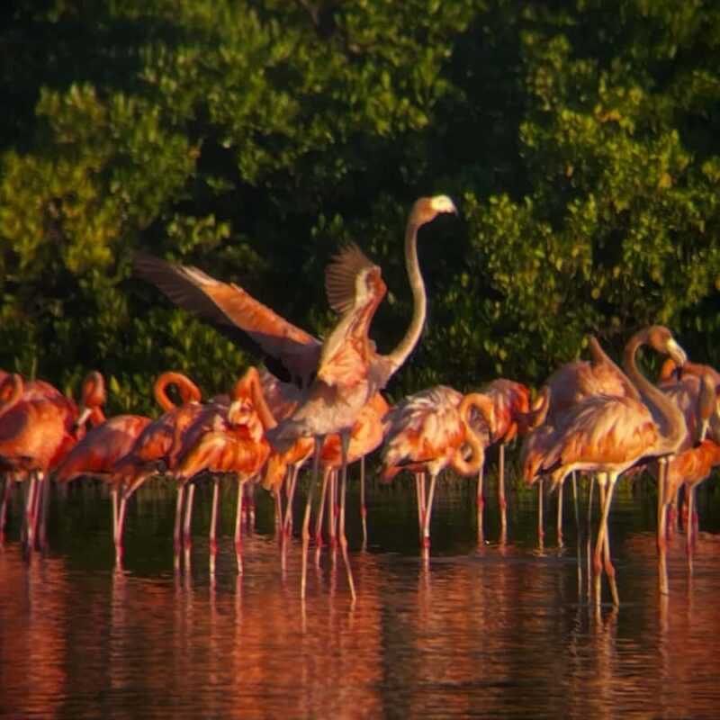 ECOSAFARI: Explore the mangroves, flamingos and crocodiles. - Practical Details for Visitors