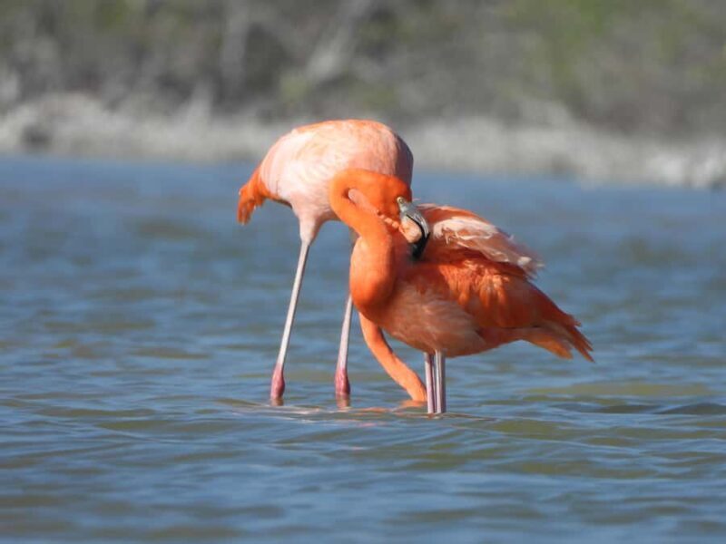 ECOSAFARI: Explore the mangroves, flamingos and crocodiles. - The Authenticity and Environmental Focus