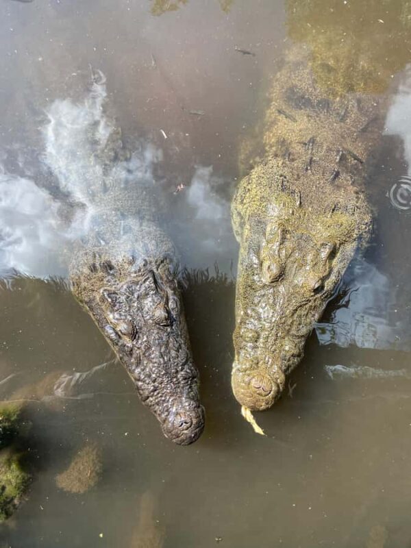 ECOSAFARI: Explore the mangroves, flamingos and crocodiles. - Who Would Love This Tour?