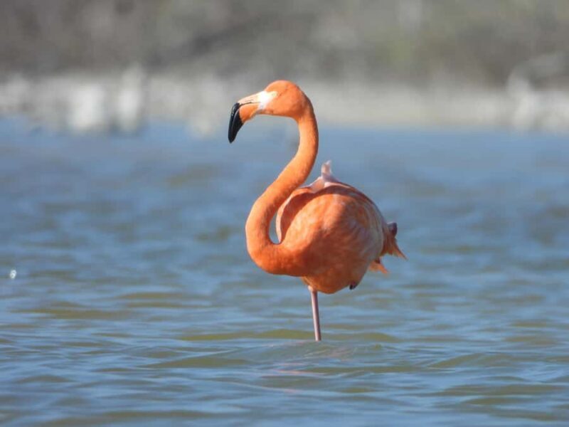 ECOSAFARI: Explore the mangroves, flamingos and crocodiles. - Final Thoughts