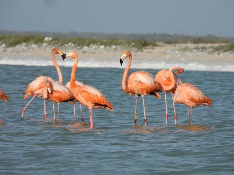 ECOSAFARI: Explore the mangroves, flamingos and crocodiles. - FAQ