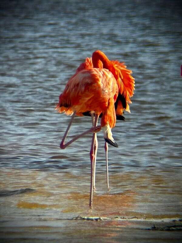 ECOSAFARI - Discovering the Ria Lagartos Biosphere Reserve