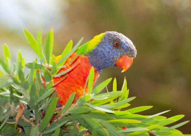 Eden: Sapphire Coast 4 Hour Shore Excursion - Key Points