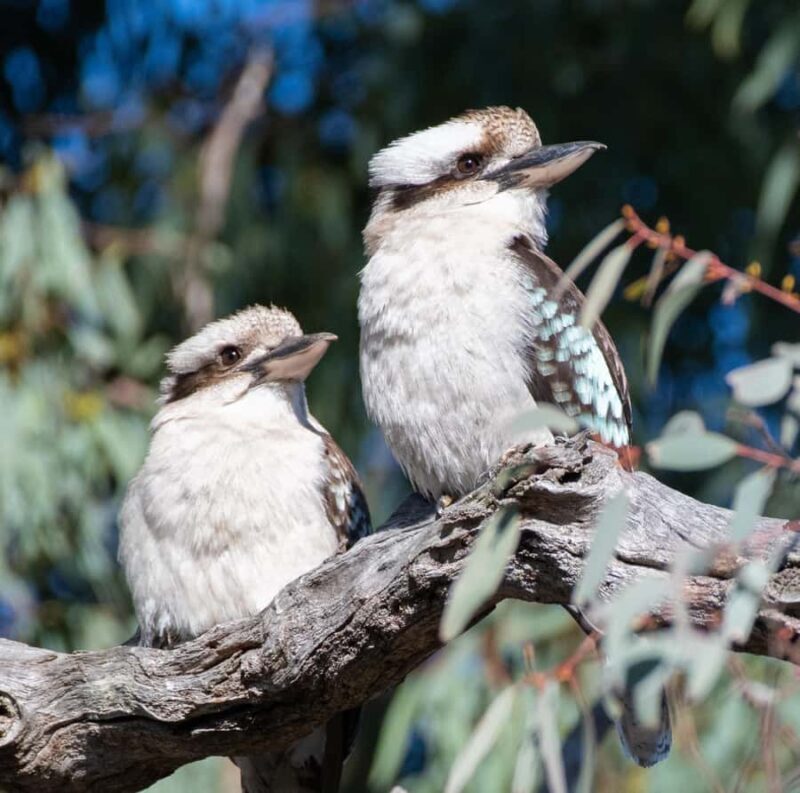 Eden: Sapphire Coast 4 Hour Shore Excursion - FAQs