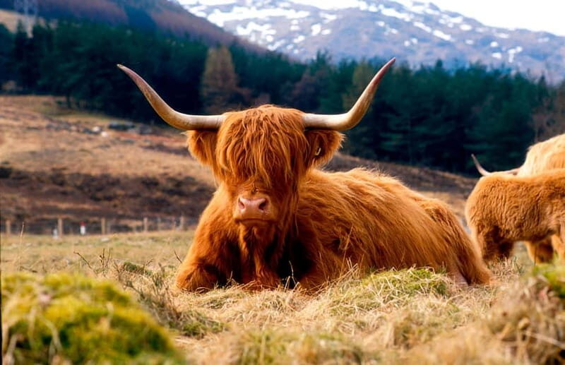 Edinburgh: Balmoral Castle and Scone Palace Royal Tour - An In-Depth Look at the Balmoral Castle and Scone Palace Tour