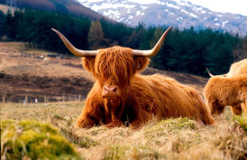 Edinburgh: Balmoral Castle and Scone Palace Royal Tour - Authentic Experiences and Traveler Feedback