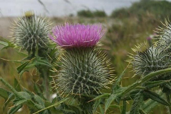 Edinburgh City Centre and St Andrews Private Driving Day Tour - Key Points