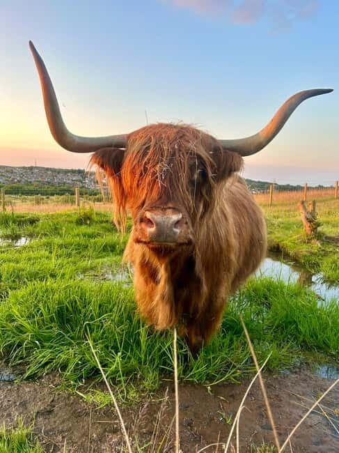 Edinburgh: Highland Cow, Blackness Castle, and Cake Tour - Edinburgh: Highland Cow, Blackness Castle, and Cake Tour