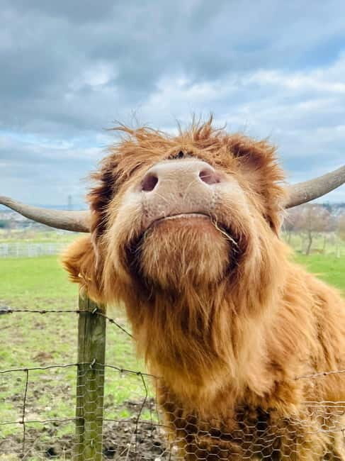 Edinburgh: Highland Cow, Blackness Castle, and Cake Tour - The Experience - What You’ll Really Get
