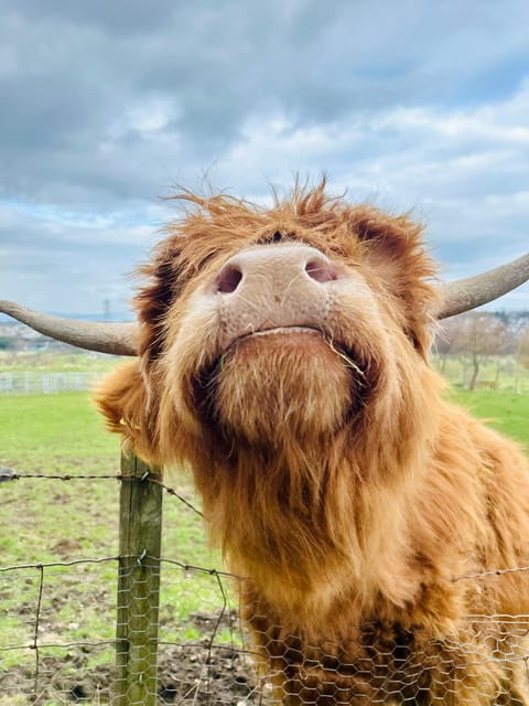 Edinburgh: Highland Cow, Blackness Castle, and Cake Tour - Authenticity and Value: Why It Works