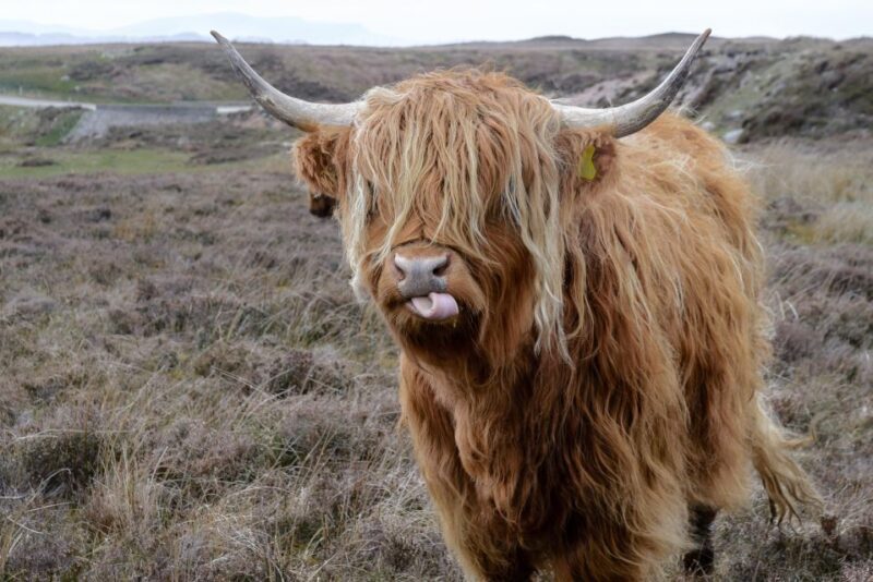 Edinburgh: Hill & Nature Hike With a Local - Key Points