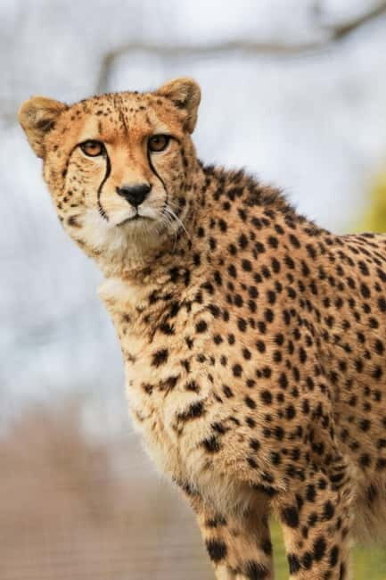 Edinburgh: Late Night Edinburgh Zoo Entry Ticket - What You Can Expect from the Late Night Edinburgh Zoo Entry
