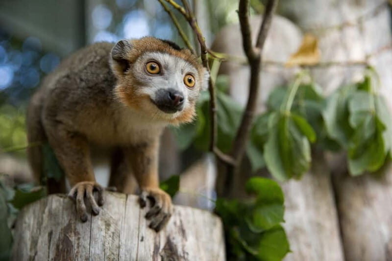 Edinburgh: Late Night Edinburgh Zoo Entry Ticket - Final Thoughts: Is It Worth It?