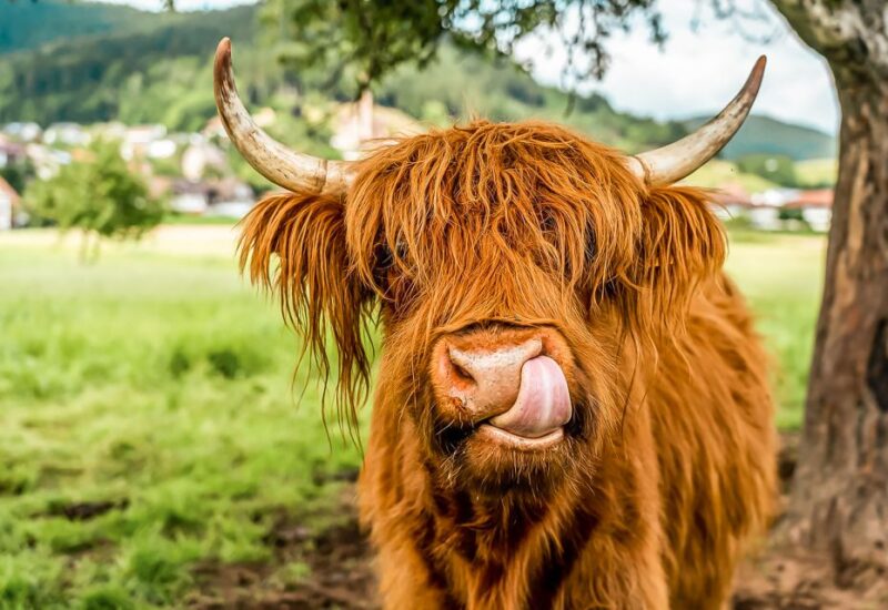 Edinburgh: Loch Ness, Glencoe & the Scottish Highlands Tour - Transportation Details