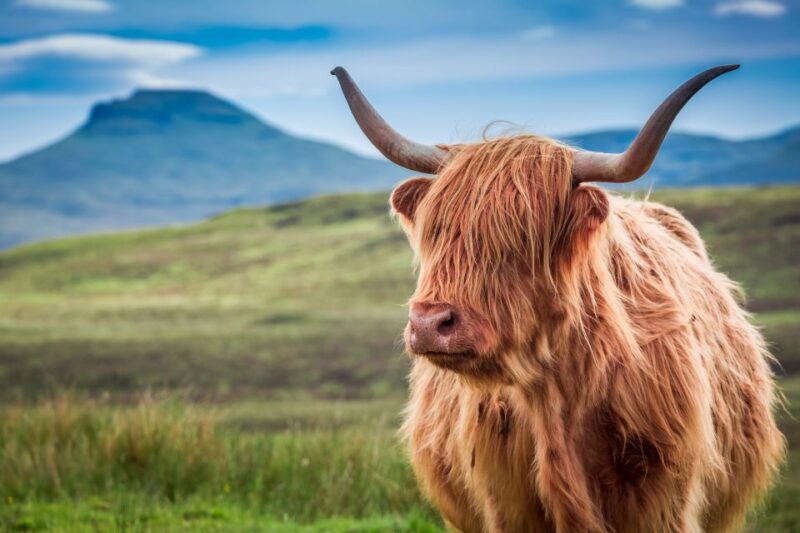 Edinburgh: Loch Ness, Inverness & Highlands Tour in Spanish - Inverness: The Highland Capital  