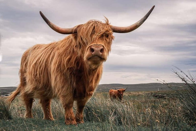 Edinburgh: Loch Ness, Inverness & Highlands Tour in Spanish - Key Points