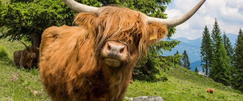Edinburgh: Loch Ness, Scenic Walk, Glencoe & Whisky Day Tour - How the Experience Feels: The Practicalities