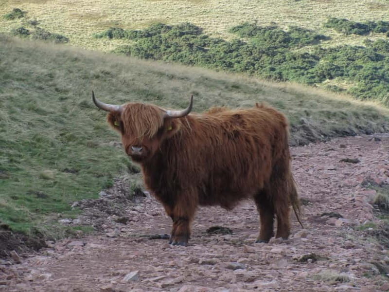 Edinburgh: Pentland Hills Guided Nature Hike - What to Expect on the Trail