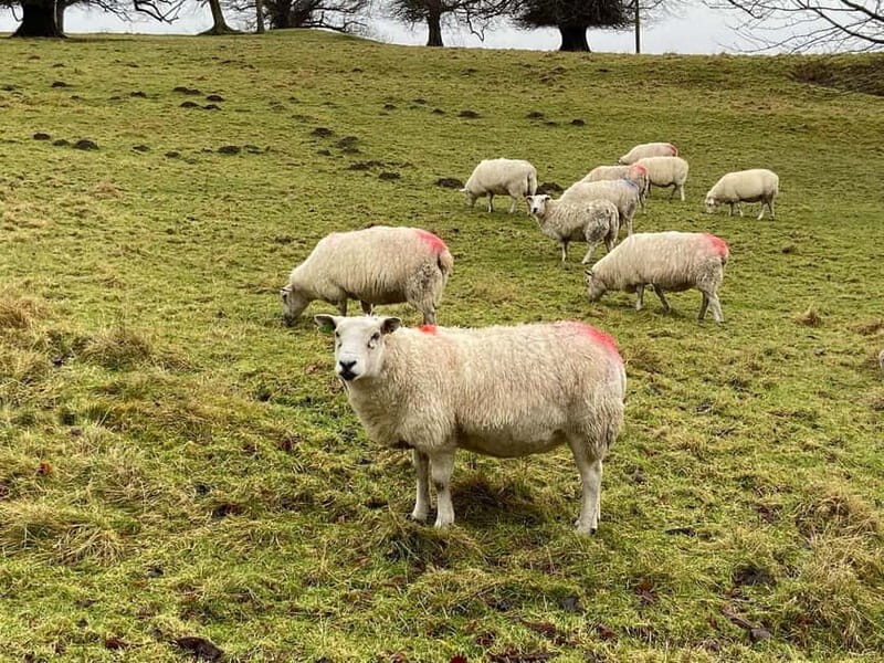 Edinburgh: St. Andrews and Fife Day Trip with Sheepdog. - Key Points