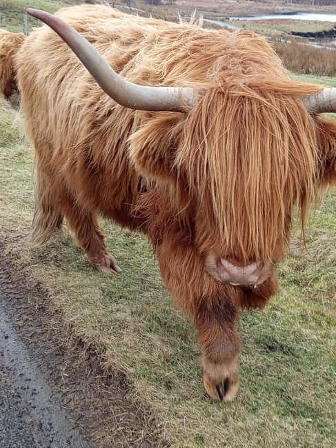 Edinburgh: Stirling, Highlands, Loch Ness, Mull 5-Day Tour - The Practicalities: What’s Included and What to Know