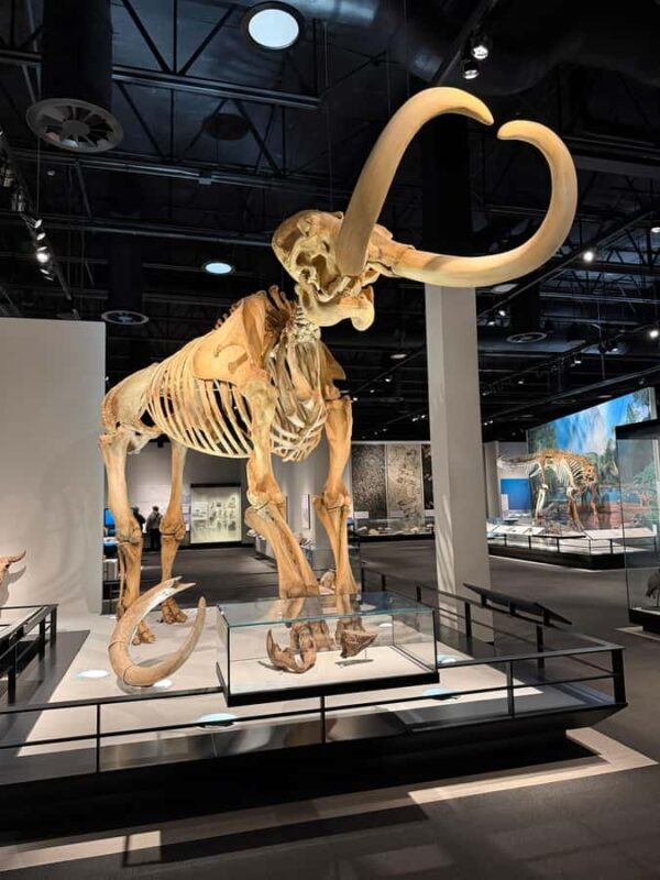 Edmonton: Museums and Muttart Conservatory Tour - FAQ