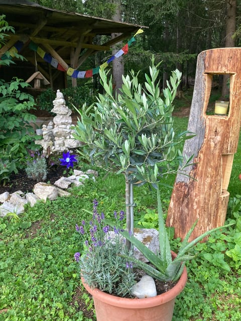 Ehrwald: Time to Relax-Yoga meets Mountain Tour - An Adventure in Nature and Mindfulness