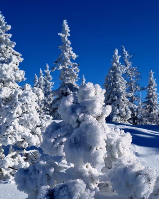 Ehrwald: Zugspitze Snowshoe Hiking Tour with Mountain Views - Practical Details