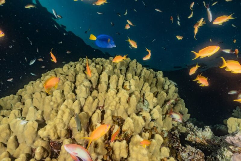 Eilat: 2-Hour Glass-Bottom Boat Tour - Unique Underwater Experience