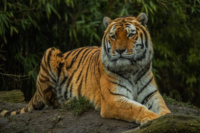 Eindhoven Zoo Entry Ticket - Tips for Your Visit