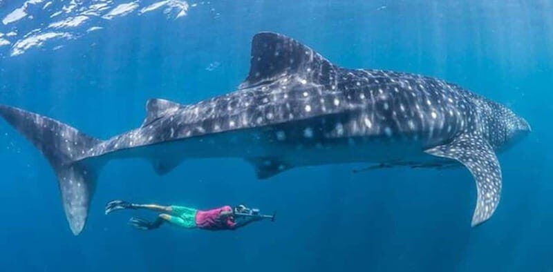 El Cabo: Incredible Private Tour to Espiritu Santo - Why Choose This Tour? An Honest Breakdown