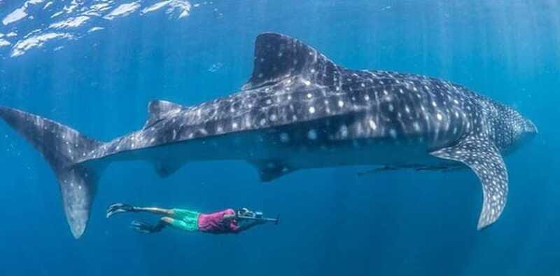 El Cabo: Incredible Private Tour to Espiritu Santo - Who Should Consider This Tour?