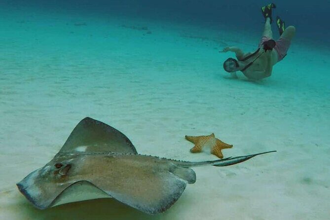 El Cielo Beach Snorkeling Adventure by Catamaran - How the Tour is Structured